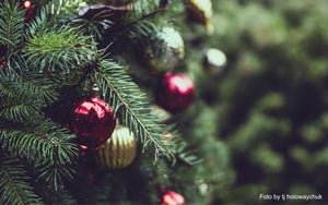 Weihnachtsbäume zum mieten - ja kann man! Nachhaltig und Praktisch